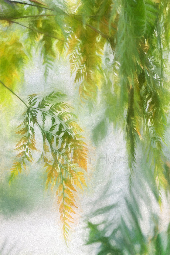 Impressionistic Ferns 1