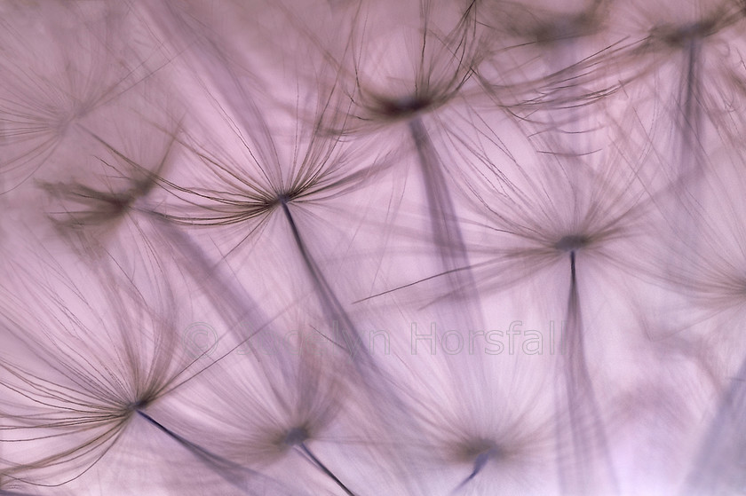 Dandelion Seedheads 1