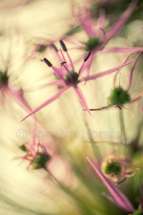 Allium Florets