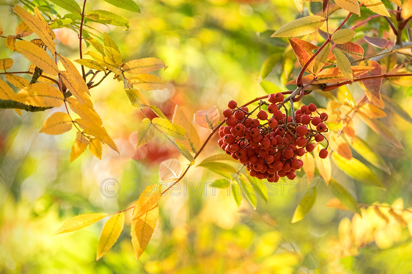 Rowan Berries