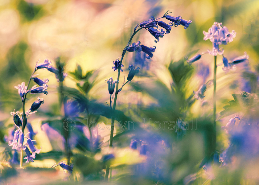 Bluebells