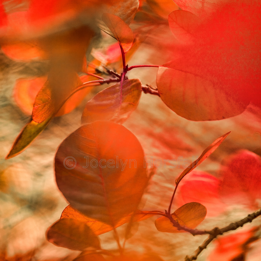 Cotinus Leaves