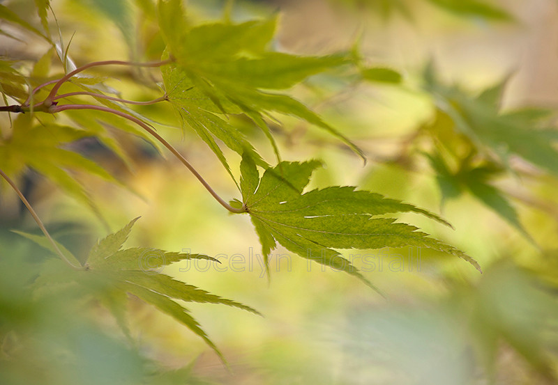 Delicate Maple Leaves