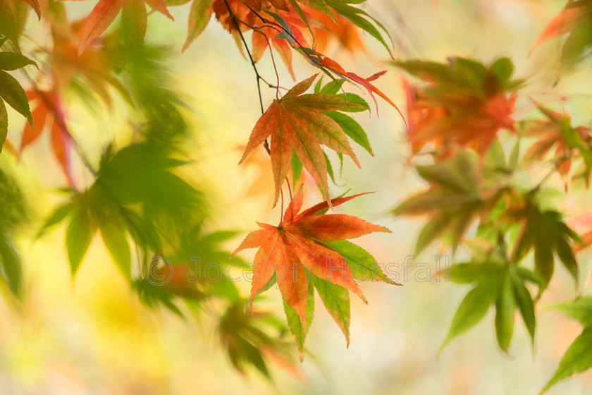 Autumn Maples 2