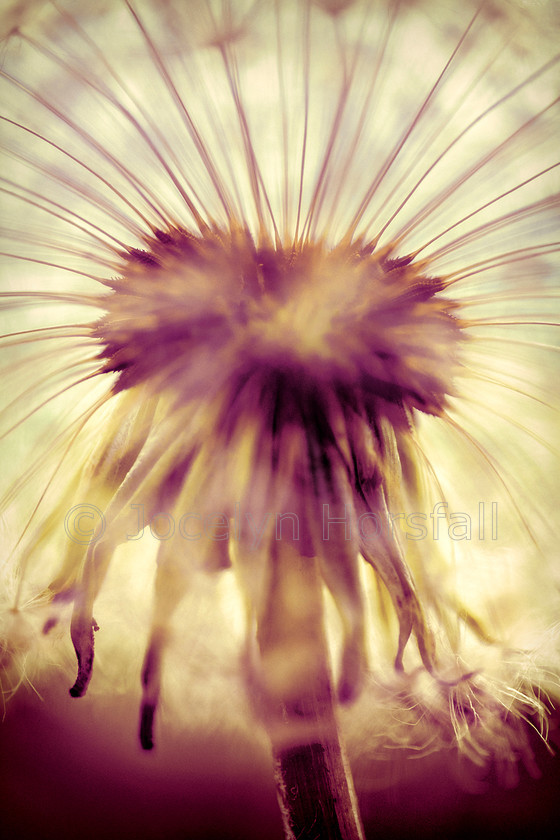 Vintage Dandelion