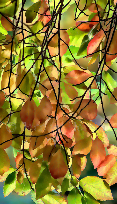 Stained Glass Autumn Leaves