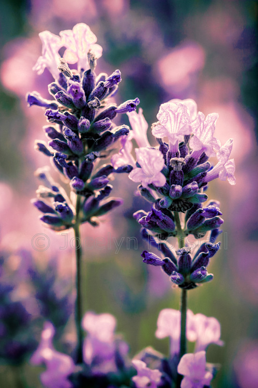 Vintage Lavender 2