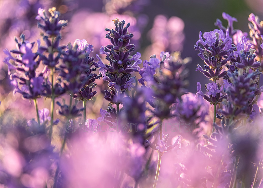 Evening Lavender