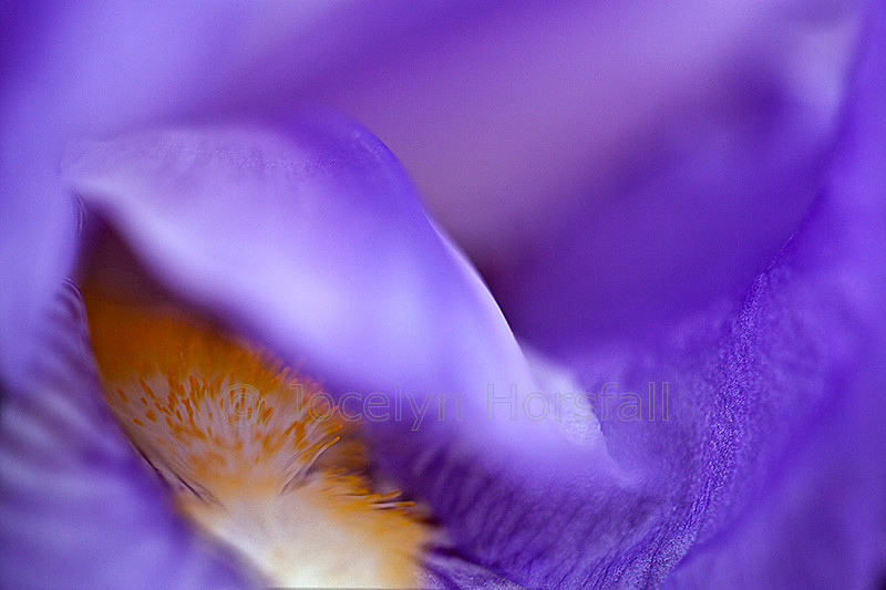 Iris Folds