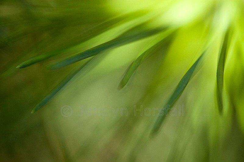 Pine Needles1