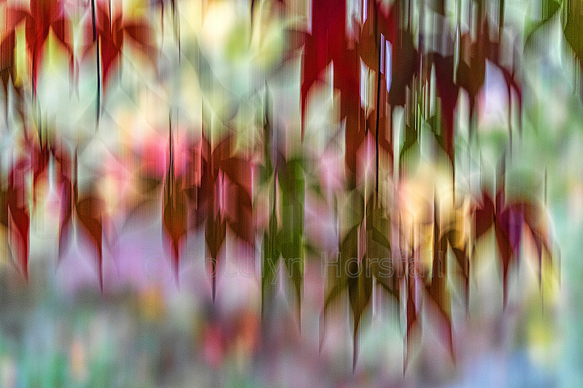 Maple Leaf Abstraction