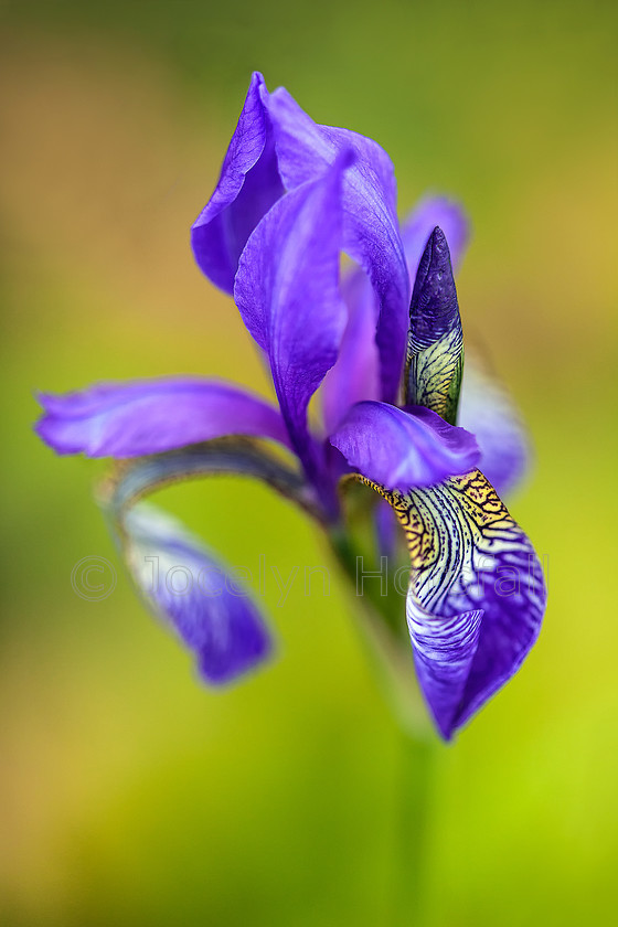 Glowing Iris