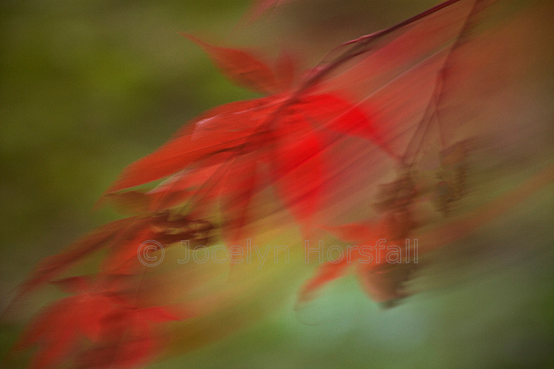 Windblown Autumn Maple