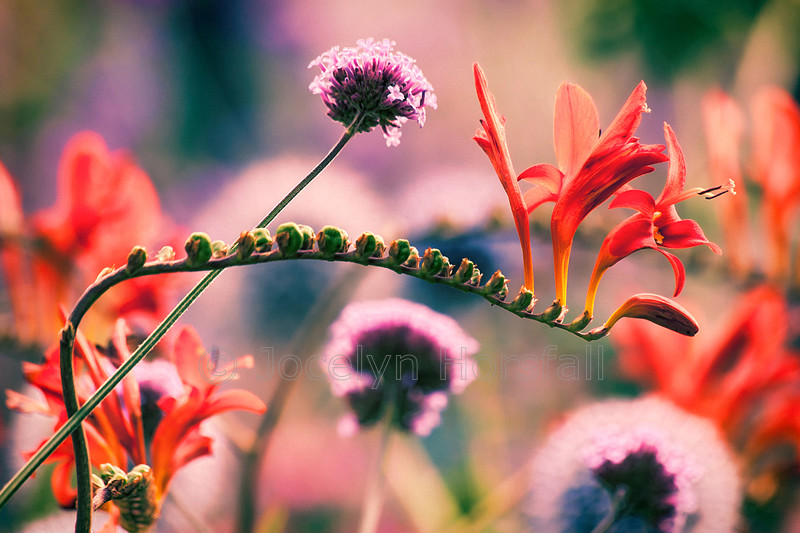 Warm-Hebaceous-Border