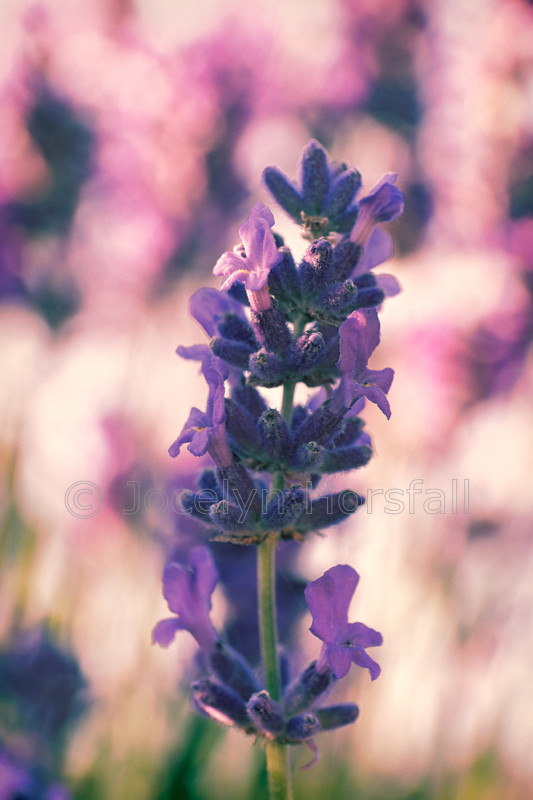 Vintage Lavender 1