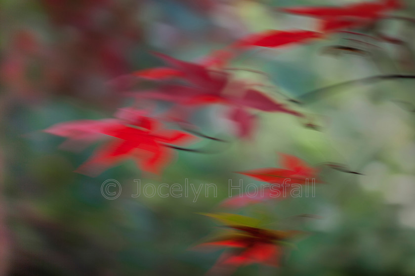 Painterly Japanese Maple 2