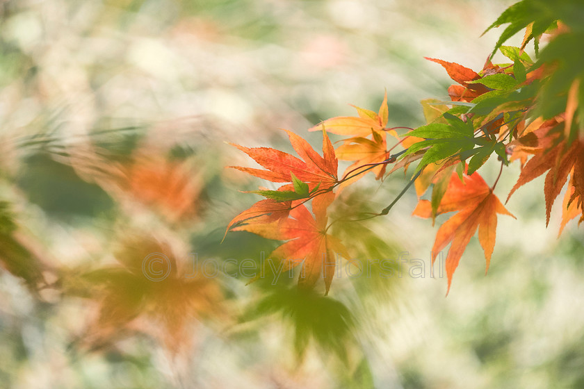 Autumn Maples 3