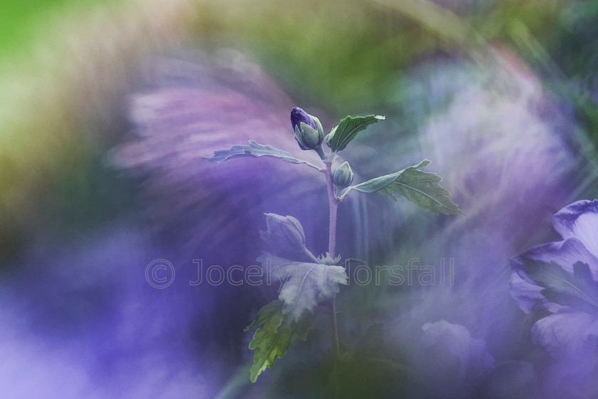 Painterly Purple Bud