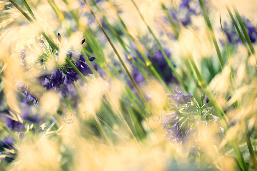 Agapanthus & Grasses