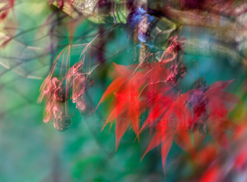 Painterly Maple Leaves