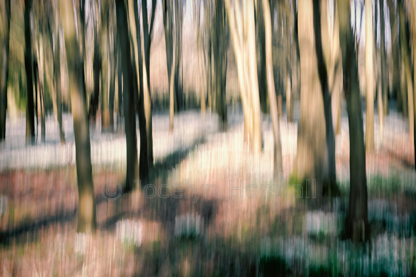 Snowdrop Woods 1